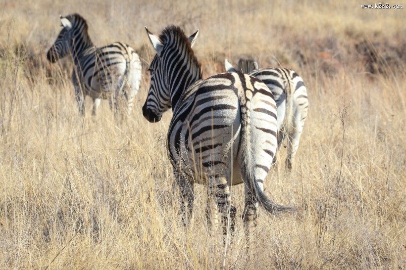健壮的斑马图片大全