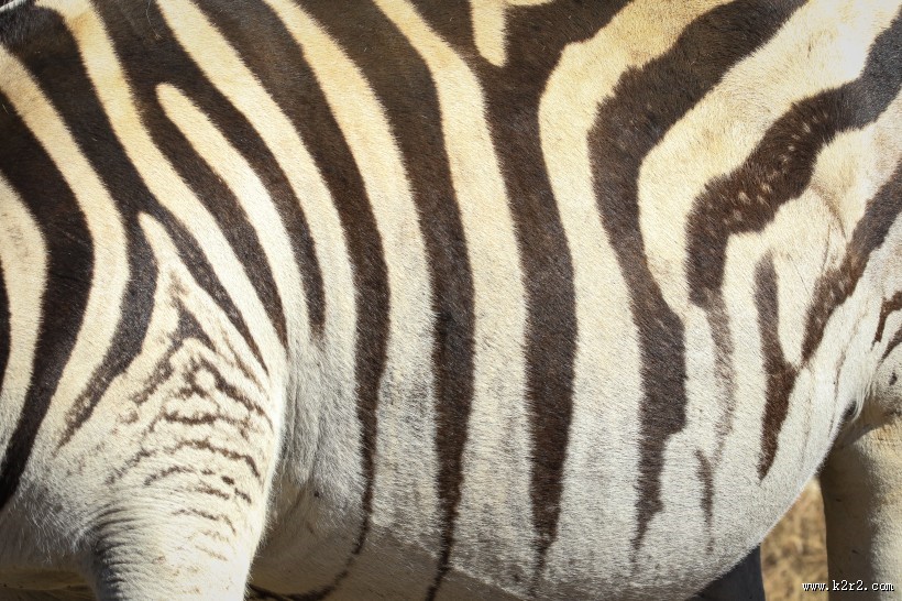 健壮的斑马图片大全