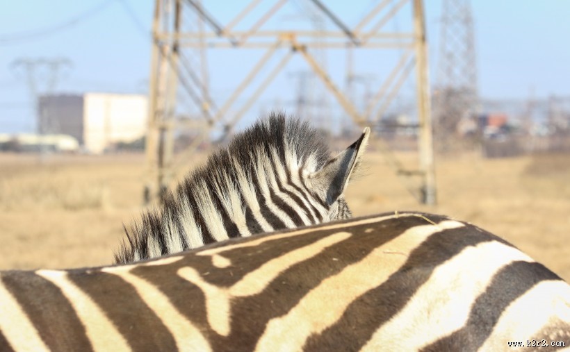 健壮的斑马图片大全