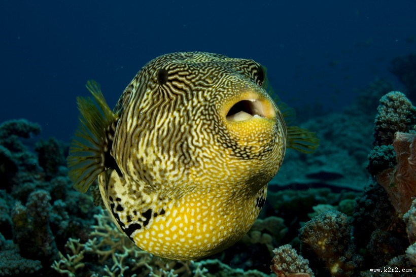 身带毒性的河豚图片