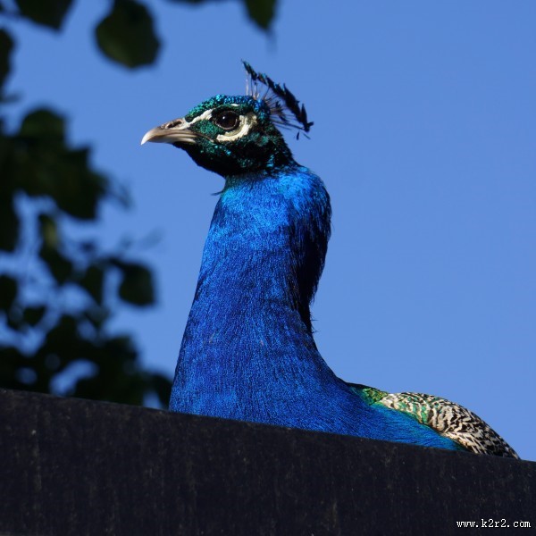 孔雀头部高清图片