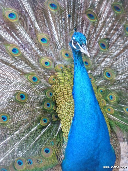 孔雀头部高清图片