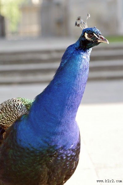 孔雀头部高清图片