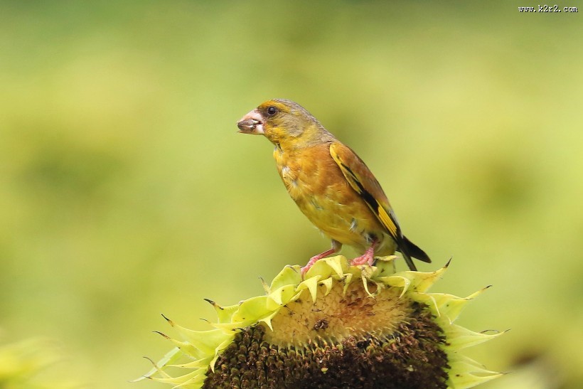 金翅雀图片大全