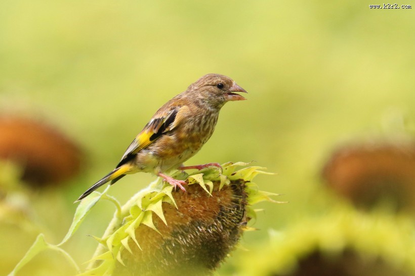 金翅雀图片大全