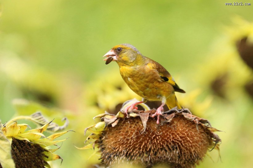 金翅雀图片大全