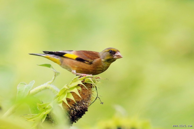 金翅雀图片大全