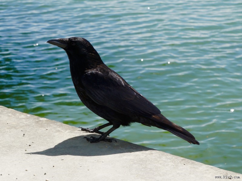 黑色羽毛的乌鸦图片