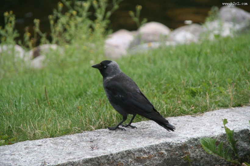黑色羽毛的乌鸦图片