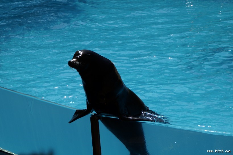 一只可爱的海狮图片大全