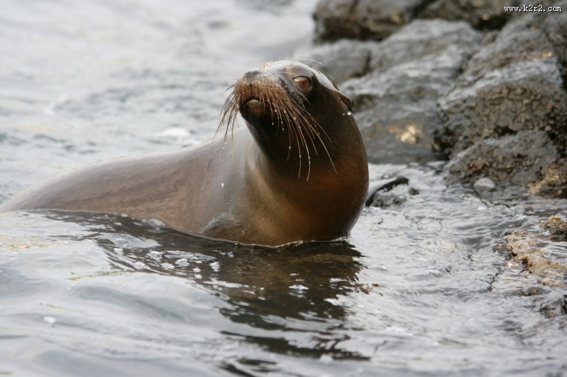 一只可爱的海狮图片大全