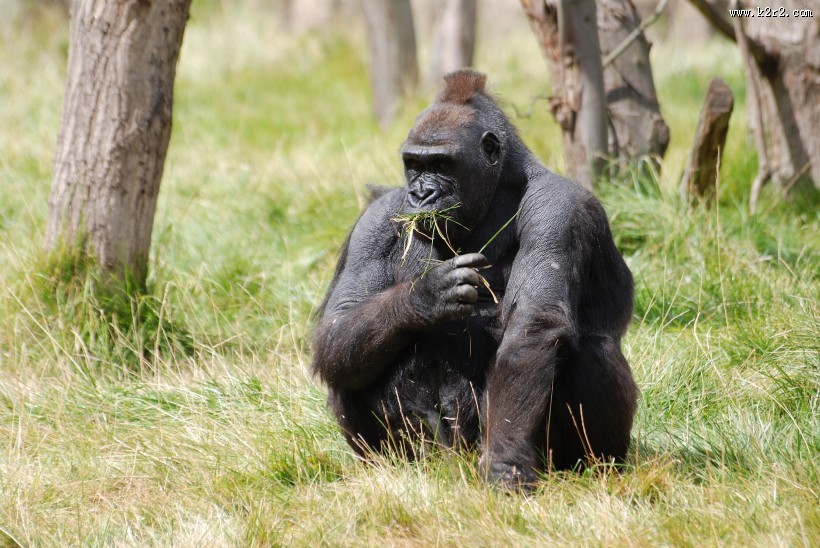呆萌可爱的大猩猩图片