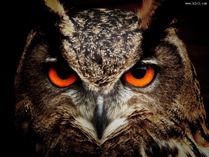 猫头鹰图片大全