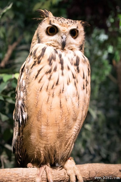 猫头鹰图片大全