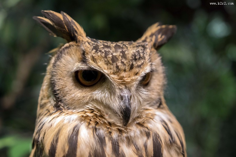 猫头鹰图片大全