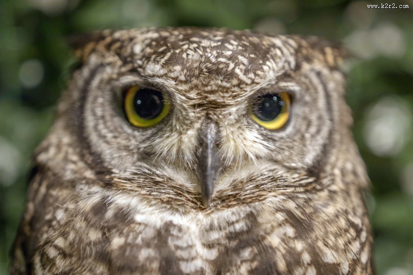 猫头鹰图片大全