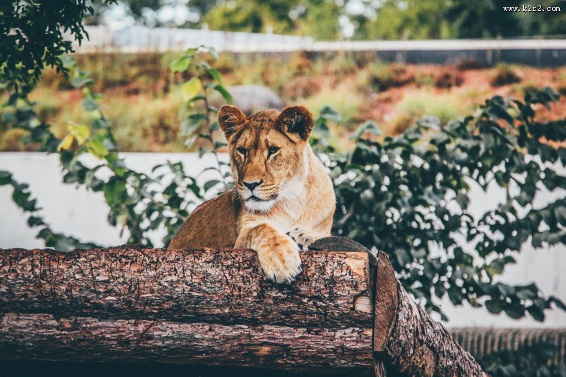 野生的母狮子图片
