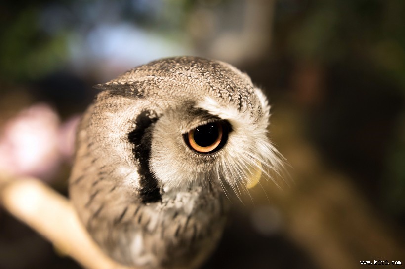 猫头鹰图片大全