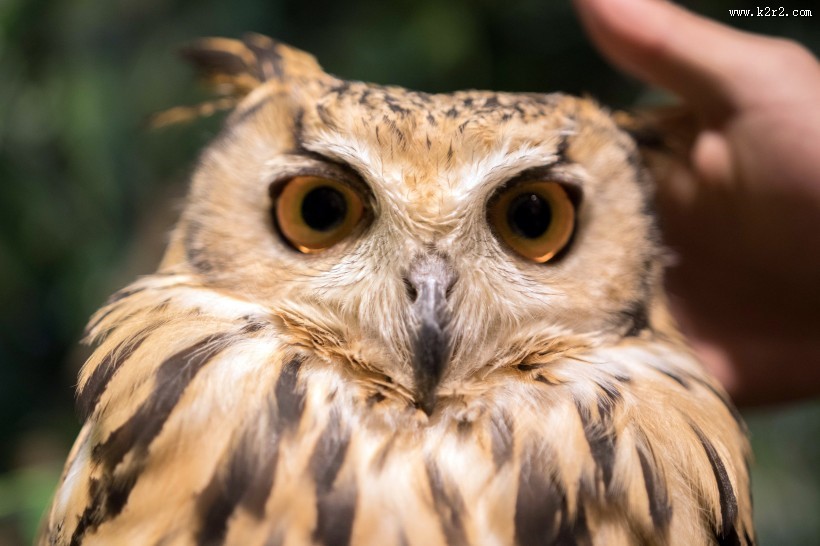猫头鹰图片大全