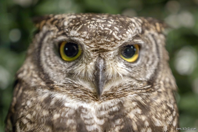猫头鹰图片大全
