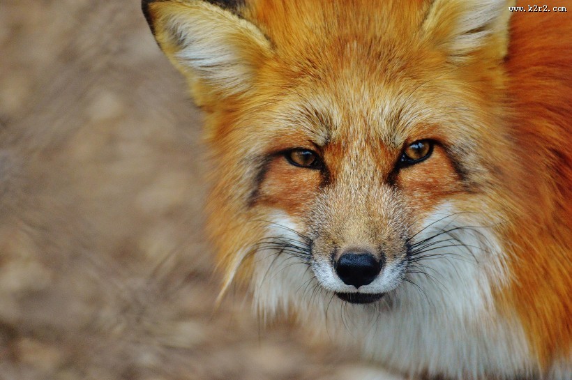 狡黠的狐狸图片