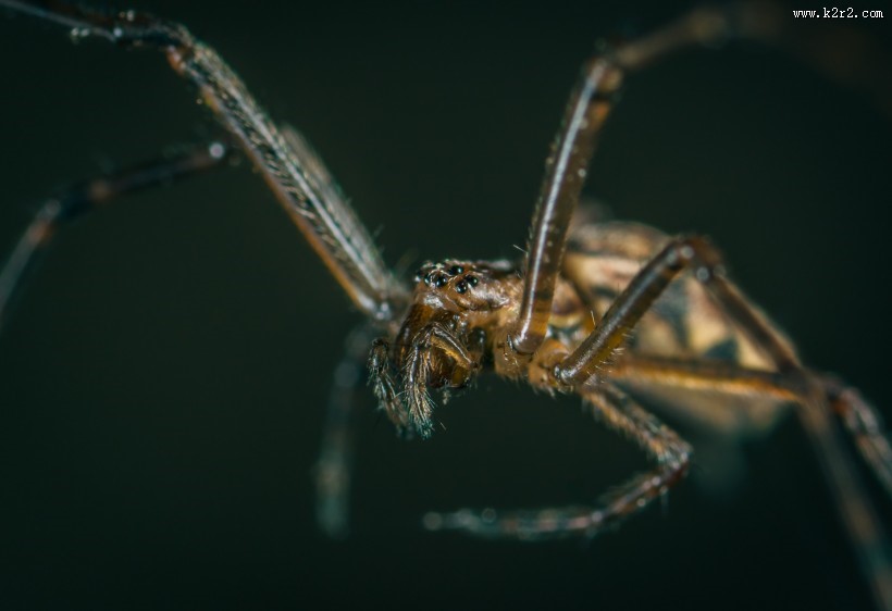 微距拍摄的蜘蛛图片