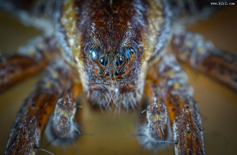 微距拍摄的蜘蛛图片