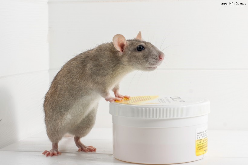 小巧可爱的老鼠图片