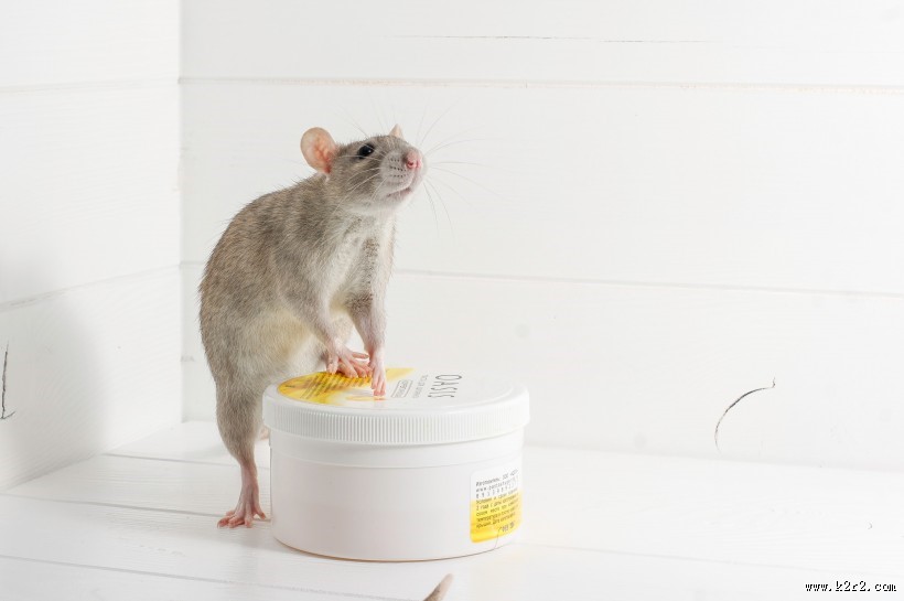 小巧可爱的老鼠图片