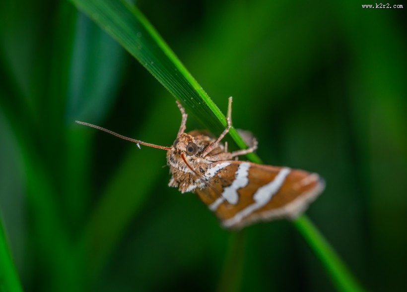 毛茸茸的飞蛾图片