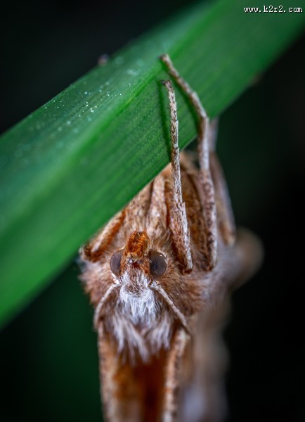 毛茸茸的飞蛾图片