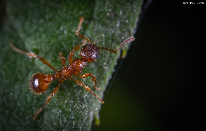 蚂蚁微距摄影图片