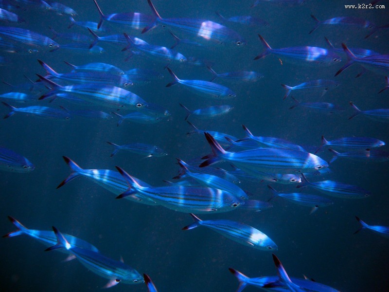 数量庞大的鱼群图片