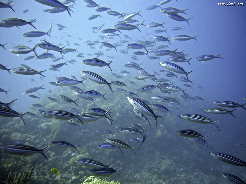 数量庞大的鱼群图片