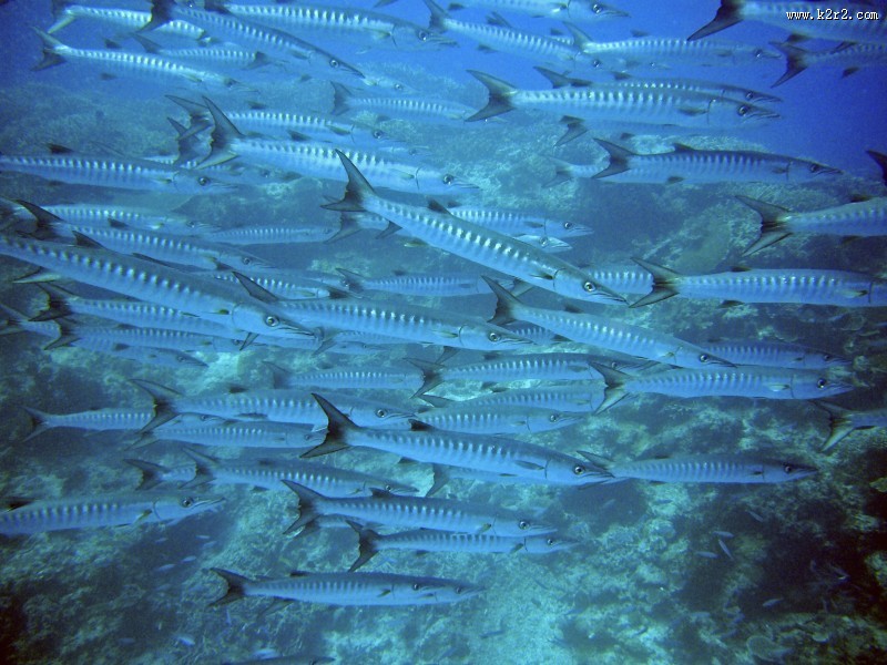 数量庞大的鱼群图片