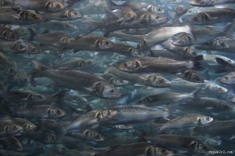 数量庞大的鱼群图片