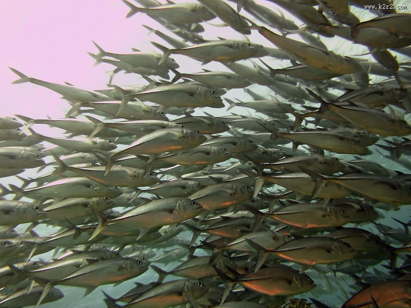 数量庞大的鱼群图片