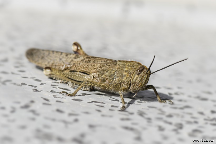 蚱蜢微距摄影图片大全