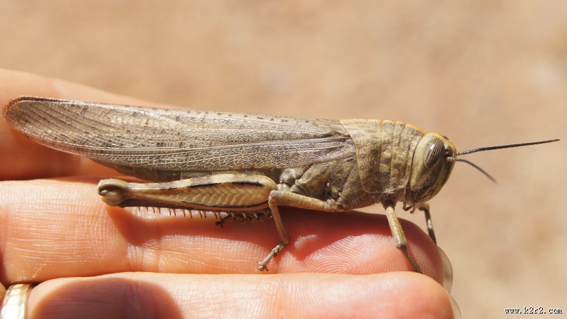 蚱蜢微距摄影图片大全