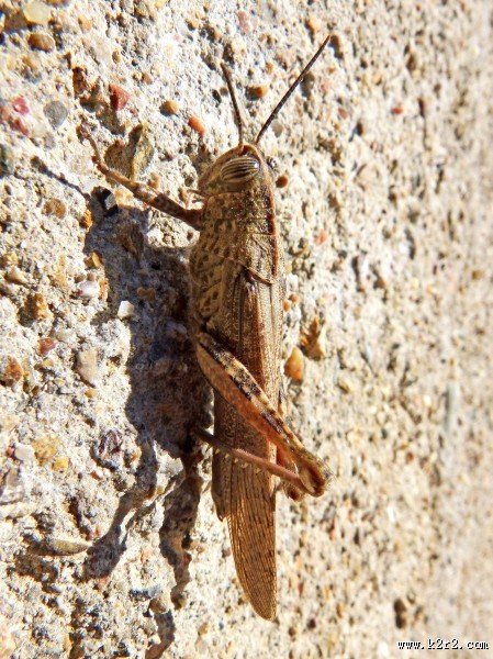 蚱蜢微距摄影图片大全