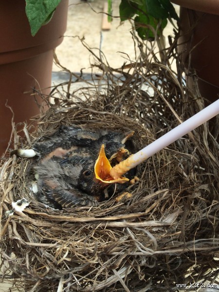 鸟巢中的雏鸟图片