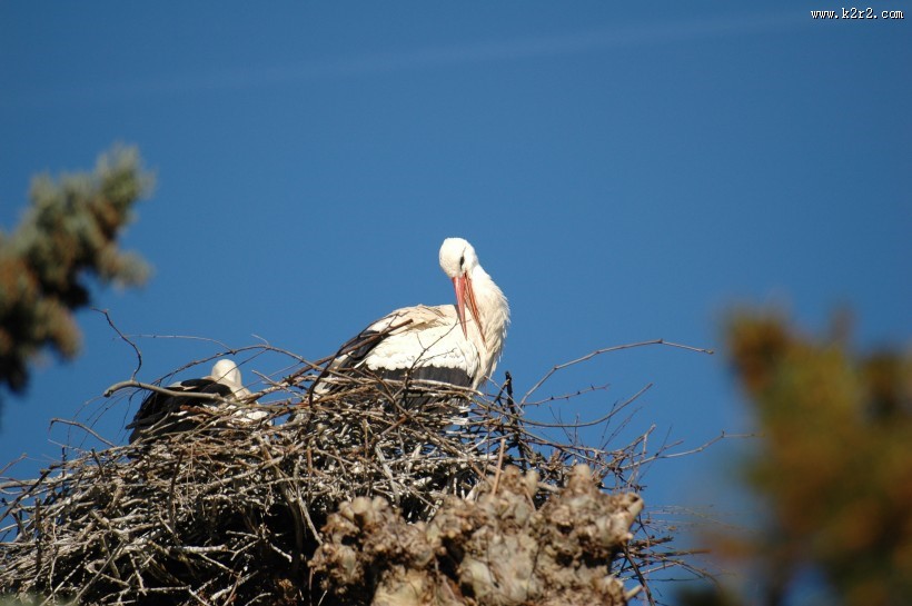 鸟巢上的白鹭图片