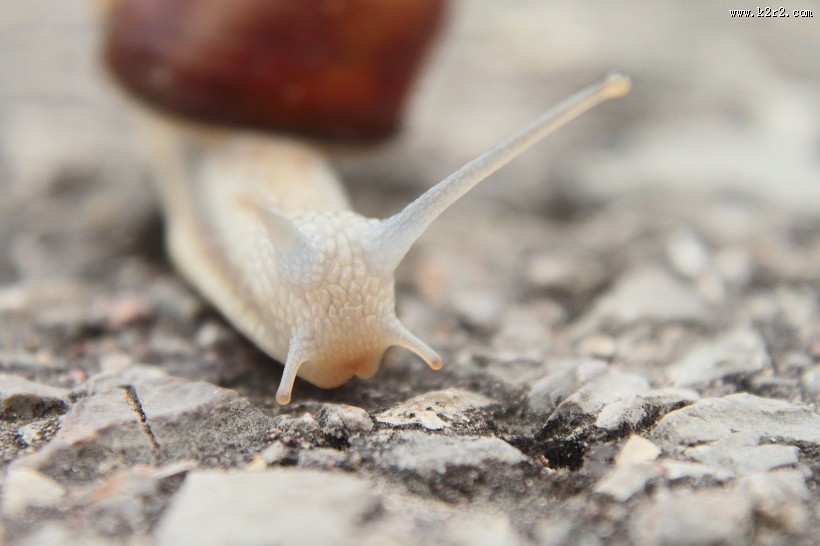 爬行的蜗牛图片