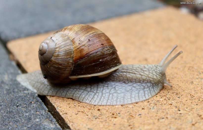 爬行的蜗牛图片