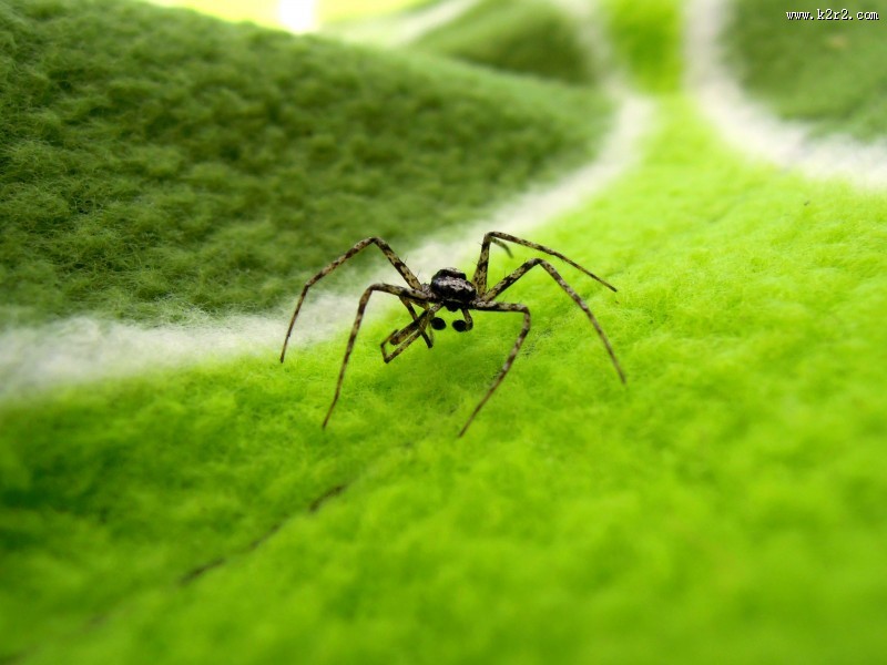 一只蜘蛛高清图片大全