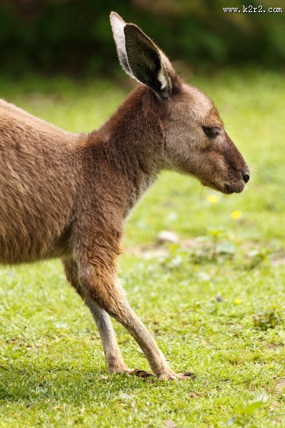 顽皮可爱的袋鼠图片