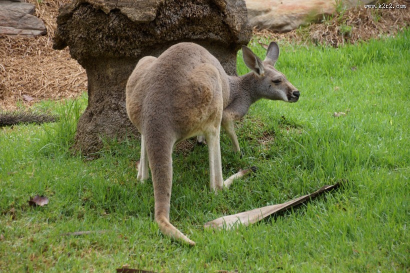 顽皮可爱的袋鼠图片