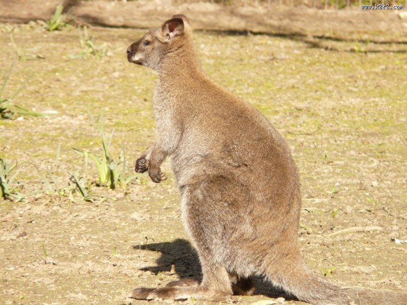 顽皮可爱的袋鼠图片