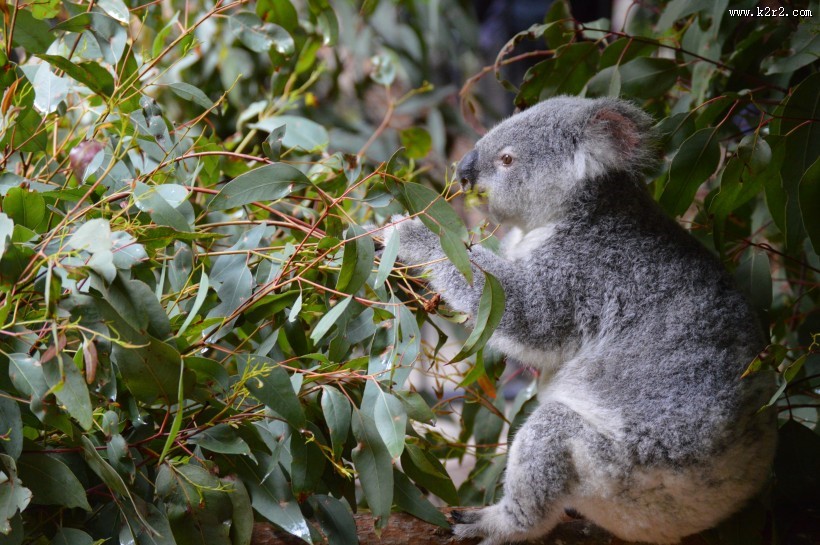 呆萌的考拉图片