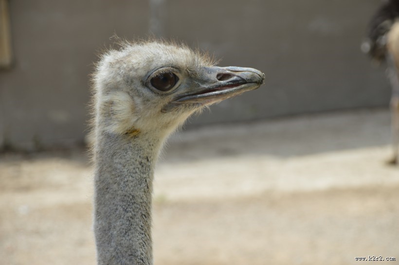 鸵鸟头部高清图片